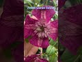 My secret garden quest 188 #clematis