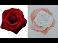 Watercolour tutorial  coronation flowers english rose