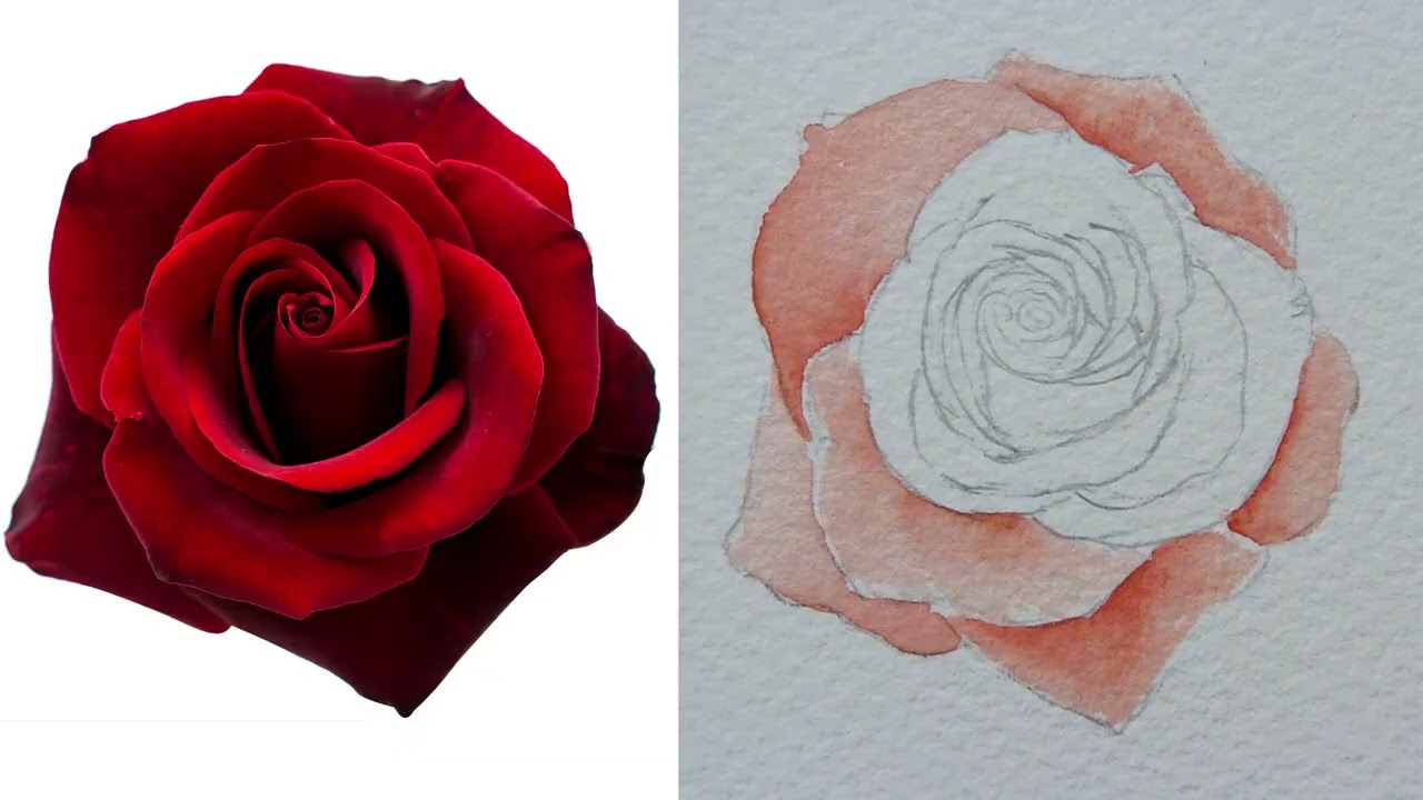 Watercolour Tutorial | Coronation Flowers, English Rose
