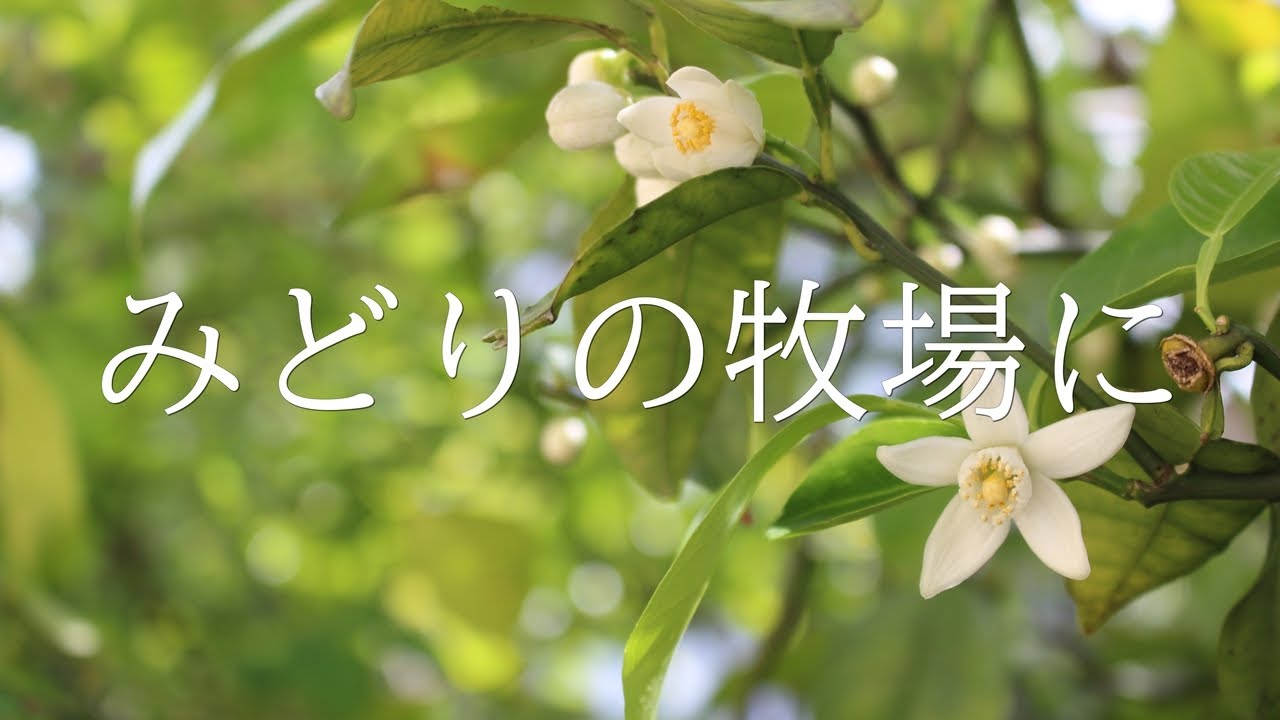 讃美歌21 98「みどりの牧場に」多重録音 - YouTube
