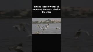 Sindh’s Rare Blind Dolphins | Hidden Wonders of the Indus River 🐬
Deep in the Indus River lives one of Pakistan’s rarest species, the blind dolphins of Sindh.
A powerful reminder of the natural wonders that survive quietly alongside us.
Shot by Black Box Sounds Sindh’s Rare Blind Dolphins | Hidden Wonders of the Indus River 🐬