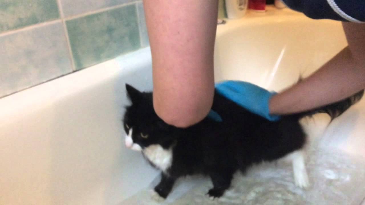 Bathing my cat YouTube