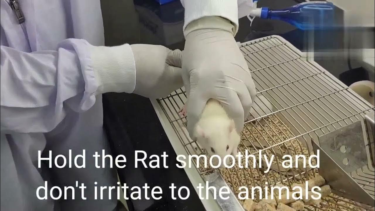 *"Per Oral (PO) Dosing" in Rodents (Mice & Rats)*... Regular Dosing easy technique.... YouTube