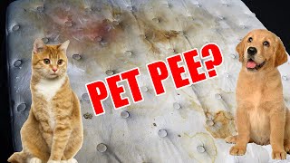 How to Get Cat or Dog Pee out of Mattress | Carpet Cleaner? Baking Soda? Nature's Miracle?