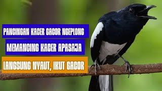 Suara kacer, pancingan kacer ngeplong, masteran kacer durasi panjang Berjam jam!!