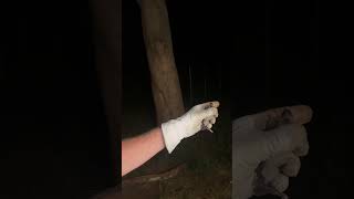 Bats Play A Vital Role In The Ecosystem - Its Important To Understand These Creatures