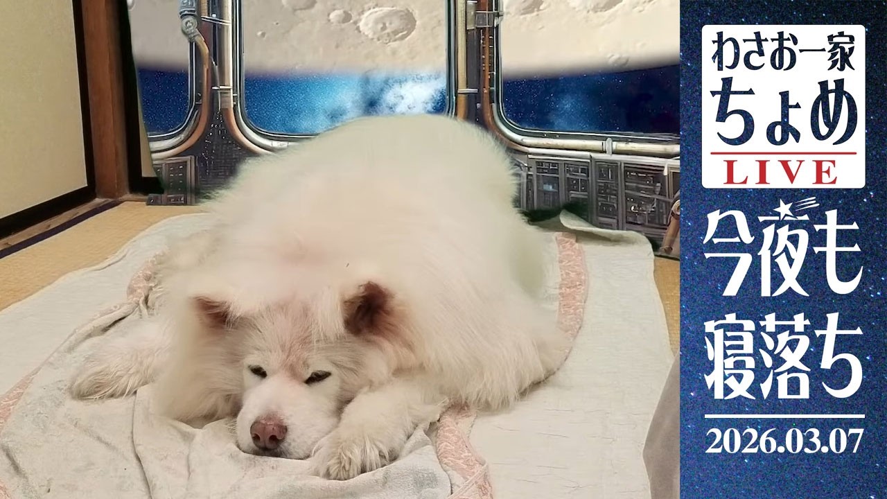 寝たり起きたり！ 03/07 わさお一家 ちょめ  長毛秋田犬 おやすみ配信  #wasao_official