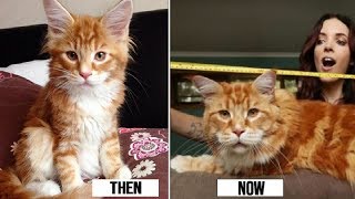 Couple Adopt Tiny Maine Coon Kitten Only for It to Become the Longest Cat in the World