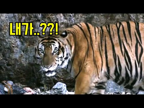 관객수 700만명을 돌파한 비누냄새 박해일 주연의..! [최종병기 호랑이]