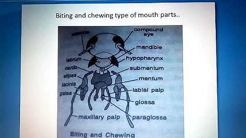 B.sc I year Zoology paper I Unit IV mouthparts of insect part 2 by Mr. Amit k. Devaliya