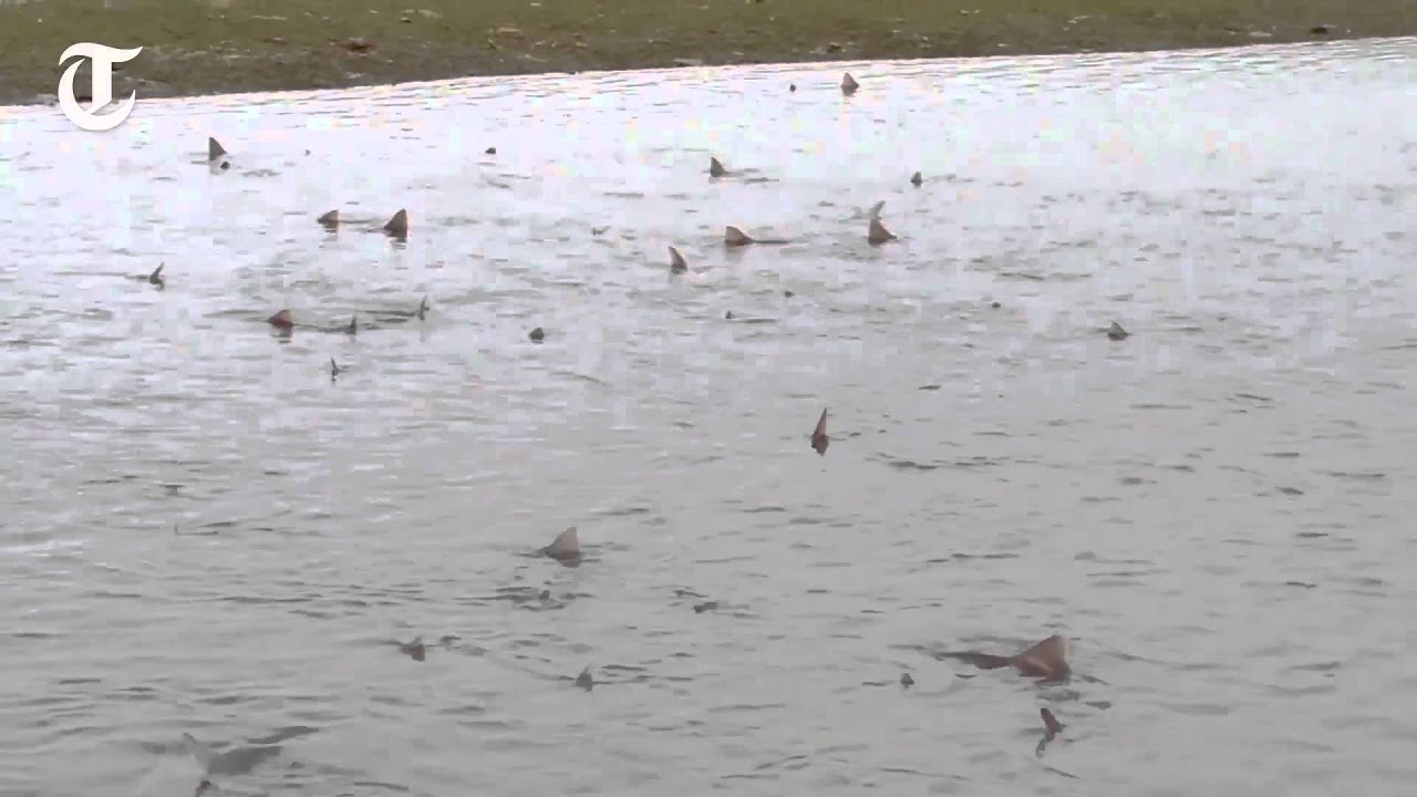 Huge school of sharks spotted swimming off English coast