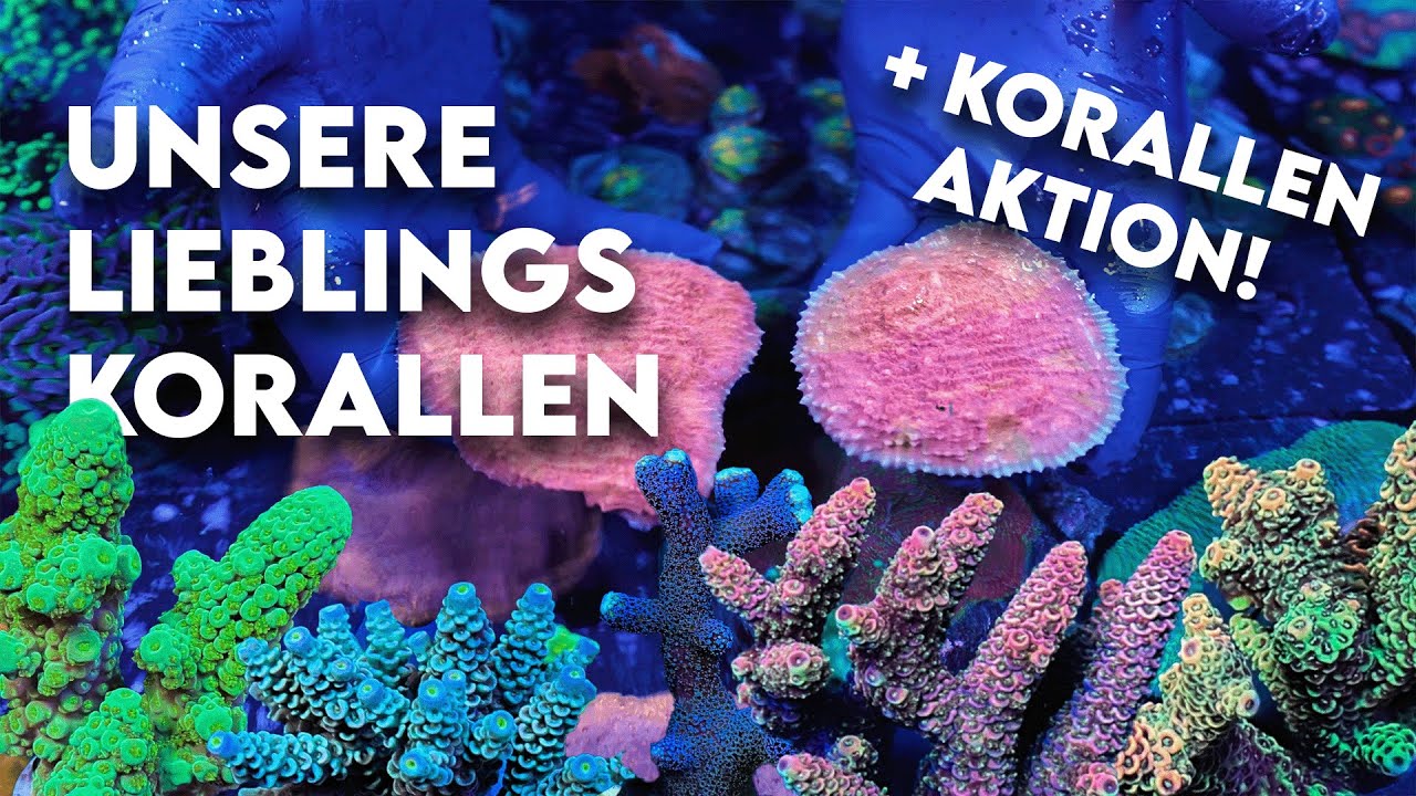 Wir zeigen unsere Lieblingskorallen + Korallen Rabatt Aktion!