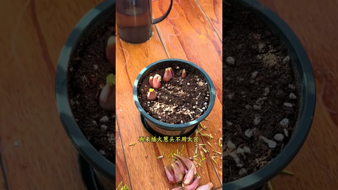 Easiest Scallion Head to Grow - The Four Seasons Variety