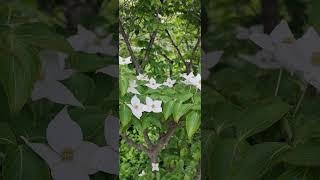 dogwood flower #flowers