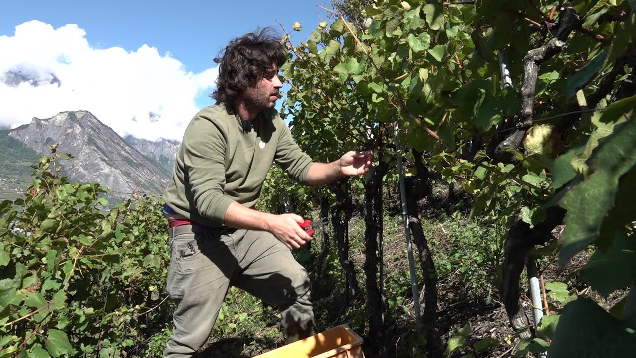 La cave Vasy: La famille