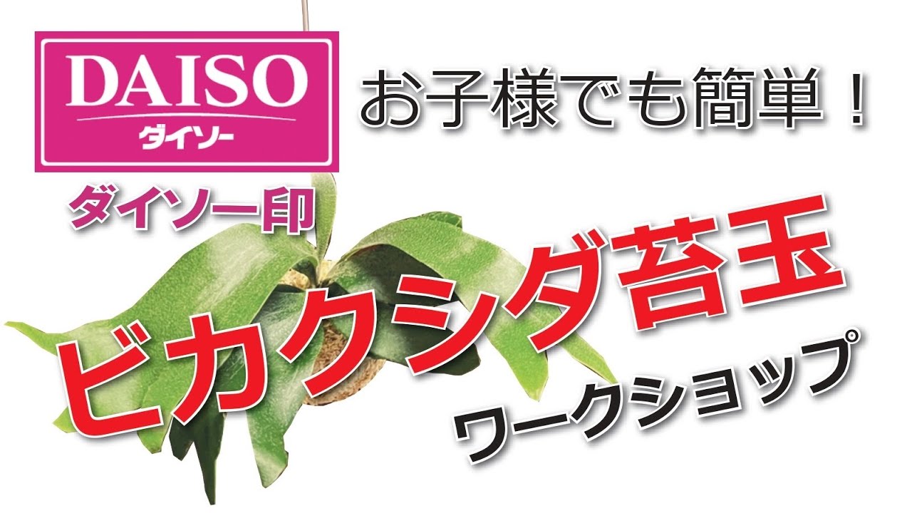 【観葉植物】お子様でも簡単！ビカクシダ苔玉作り！