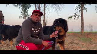 Gaddi Dogs | Indian Dog Breed Gaddi | Khali Dog Kennel Punjab | Scoobers