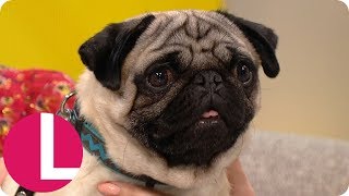 Beattie Edmondson Thinks Harley the Pug Is the Most Professional Actor She's Worked With! | Lorraine