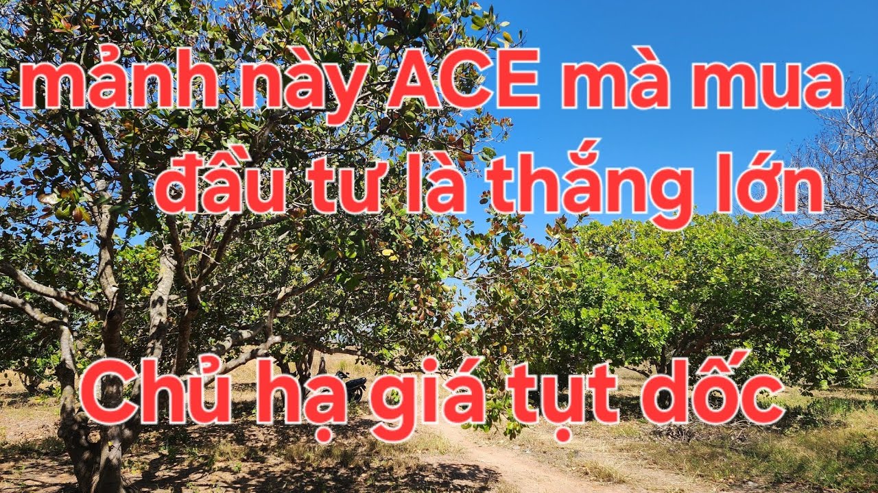 (Đã bán)2,4ha ACE mà mua đầu tư là thắng lớn. Chủ hạ giá tụt dốc 