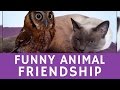 Funny but ODD FRIENDSHIP of a cat &amp; an owl