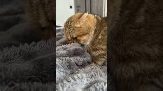 Cats Dogs Pets animals funny petshub cat cute