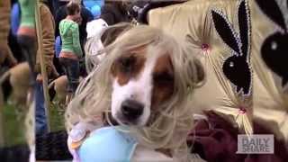 This dog in a Playboy bunny costume will crack you up!