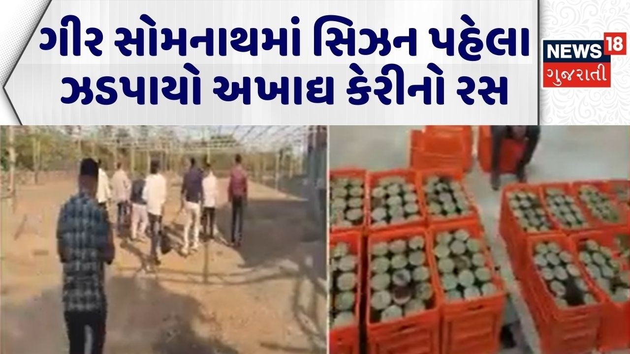 Gir Somnath News | ગીર સોમનાથમાં સિઝન પહેલા ઝડપાયો અખાદ્ય કેરીનો રસ | Inedible Mango Juice | Police
