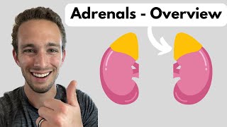 Adrenal Glands - Overview