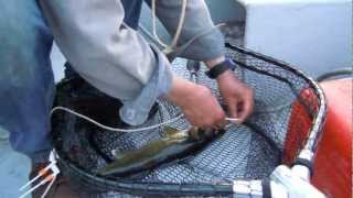 Wapus Lodge: The Final Day, A Walleye, A Keeper
