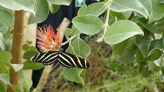Butterflies Flying In Slow Motion HD - Copyright Free Meditation Soft Background Music for Videos screenshot 3