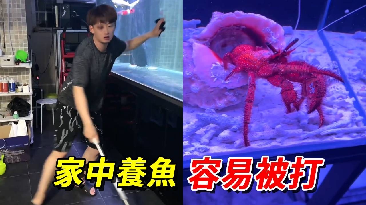 家中養魚為什麼臉疼？一個視頻告訴你，絕對不是因為女友有潔癖！【王小怪】