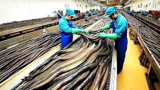 Inside Eel Farming - How Millions of Eels Are Bred, Raised, and Processed Using Modern Technology