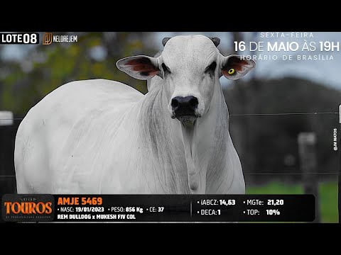 LOTE 08   AMJE 5469
