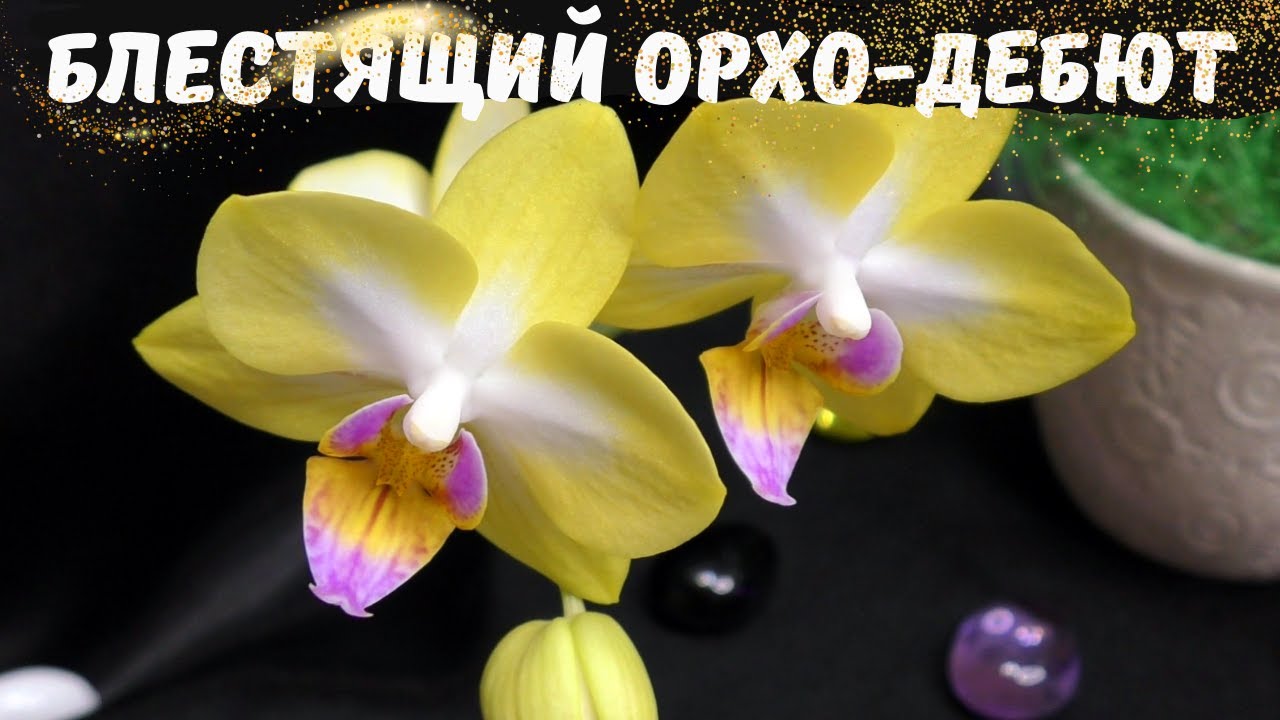 Блестящий орхидейный дебют! Phal.Yen Shuai Sweet Girl 'Shiny Girl'
