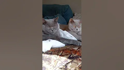 Watch the video about British shorthairs are best friends