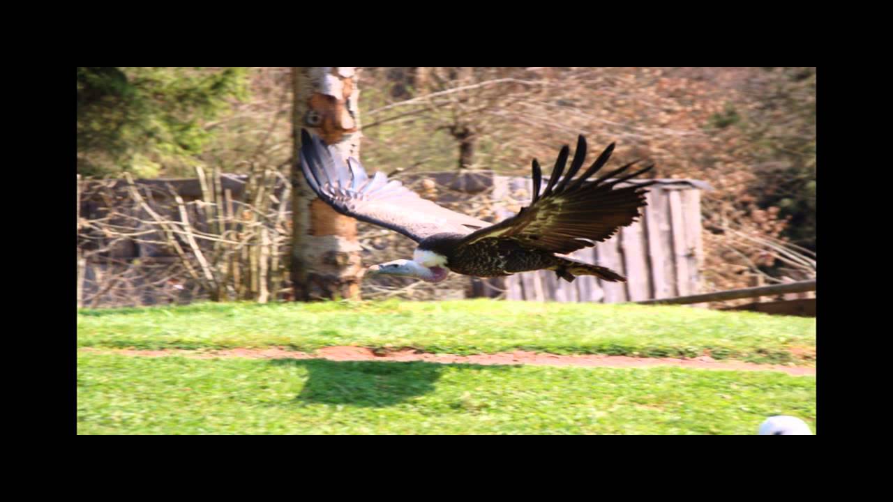 Falknerei Vogelpark Steinen Sperbergeier