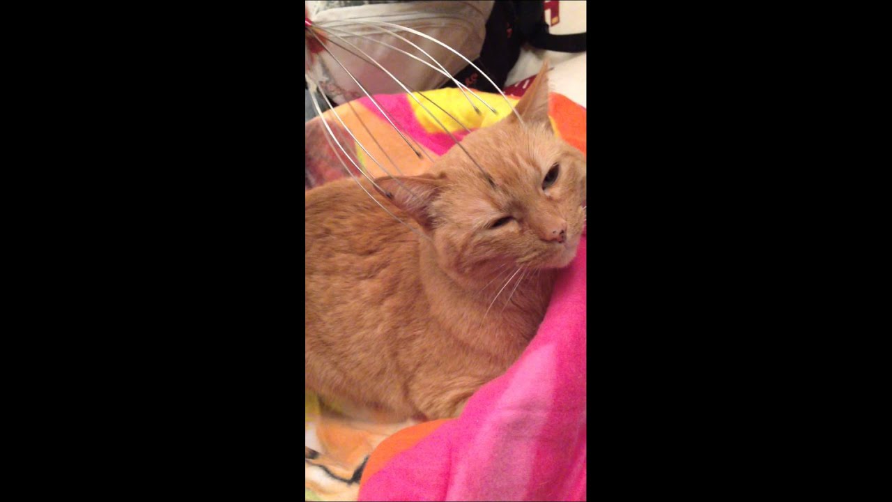 Funny cat enjoys head massager YouTube