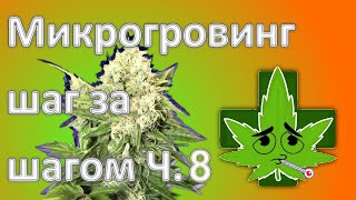 Microgrowing Step by Step. Part 8 - Big and Small Problems.