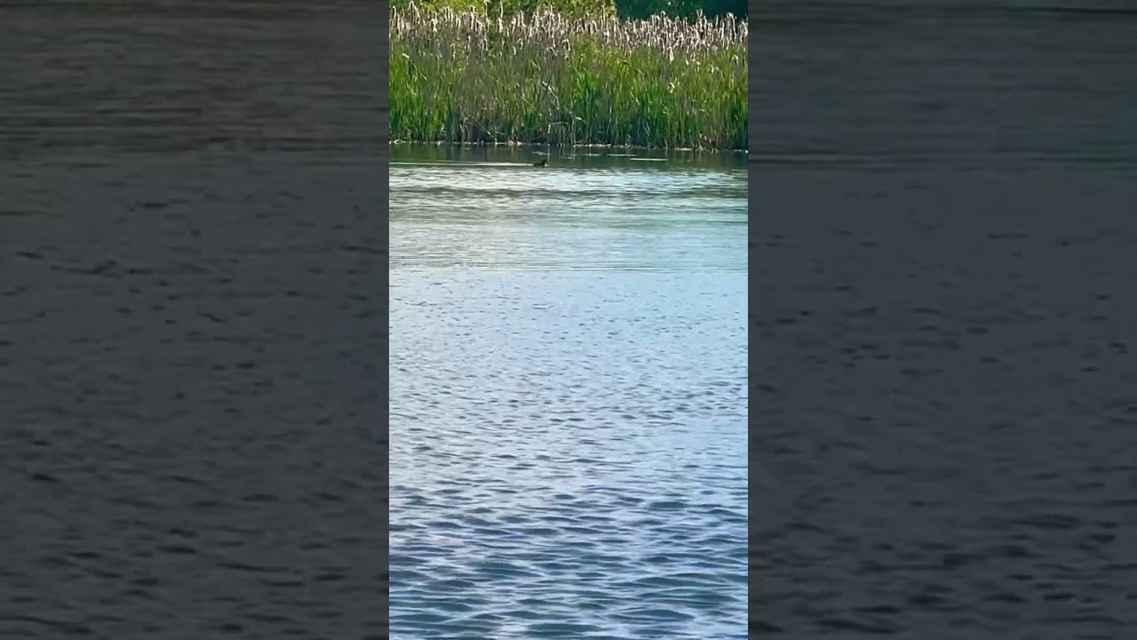 Little Grebe Swimming Into The Reeds 