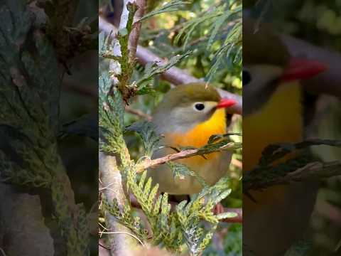 Pekin Robin Singing