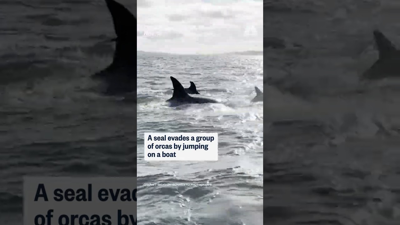 A seal evades a group of orcas by jumping on a boat
