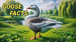 Goose Tales: The Unique World of These Birds