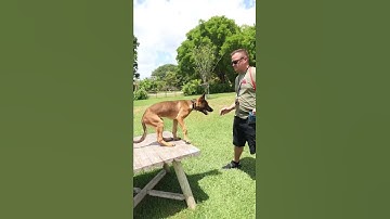 Teaching malinois to down by voice part 2 #Malinois #belgianmalinois##belgiummalinois