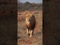 Lion Facts That Will Shock You The Real King of Jungle 🦁🔥 #shorts #animals #facts #nature