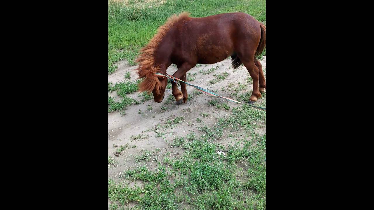 ВК-дағы тарихи порно Үйде отырып жыныстық қатынас