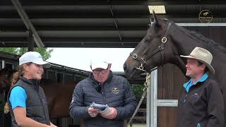 Inglis Ready To Run Sale - Tassort x Memento Filly