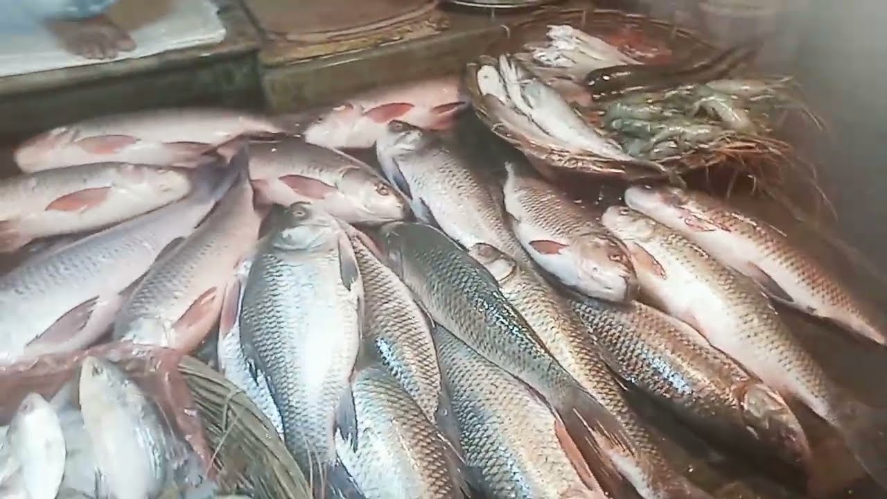 Different Types of River Fish Display Amazing Fish Market View 