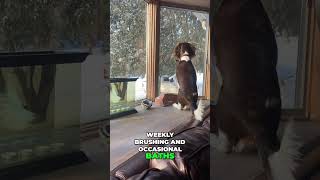 Spring into Love: English Springer Spaniels Unleash Joy!  | Short #dog #doglovers