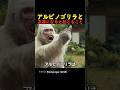 アルビノゴリラと友達になると起こること