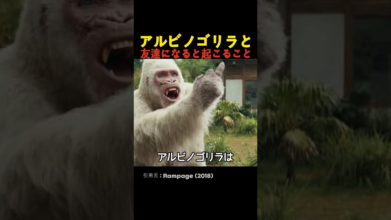 アルビノゴリラと友達になると起こること